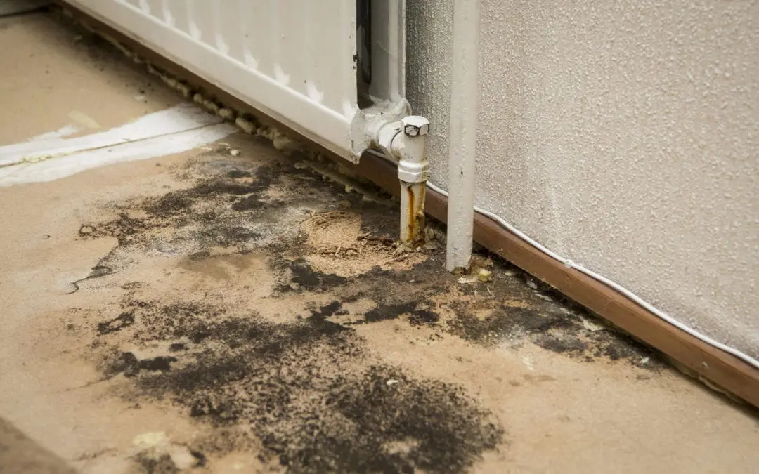 The Consequences of Untreated Water Damage